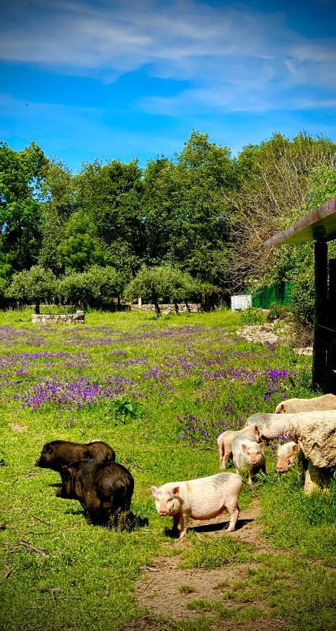 Gasthaus Arca Dos Animais - Farming & Spa Castelo Branco  Exterior foto